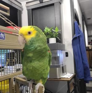 Meet your Posher, Shawn